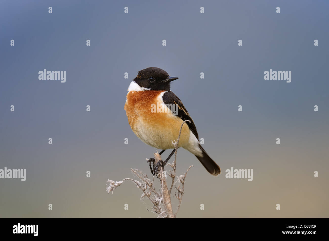 Gemeinsamen Schwarzkehlchen, erwachsenes Männchen Stockfoto