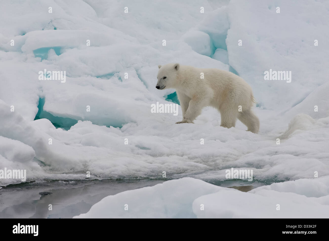 Polar Bear Cub (Ursus Maritimus) zu Fuß über die Barentssee Packeis, Spitzbergen, Norwegen Stockfoto