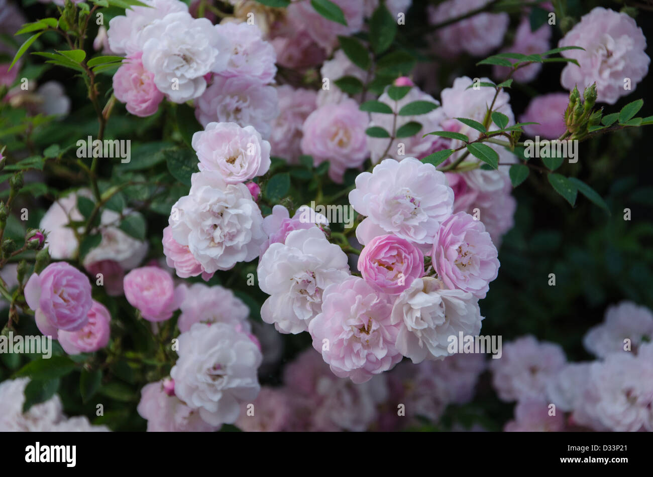 Klettern Terrasse stieg "Little Rambler" Stockfoto