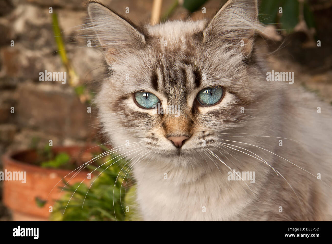Katze mit blauen Augen. Stockfoto