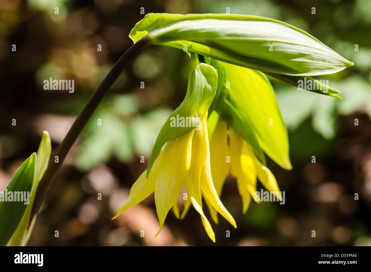 Uvularia Perfoliata, Bell Blume, Merrybells, Stockfoto