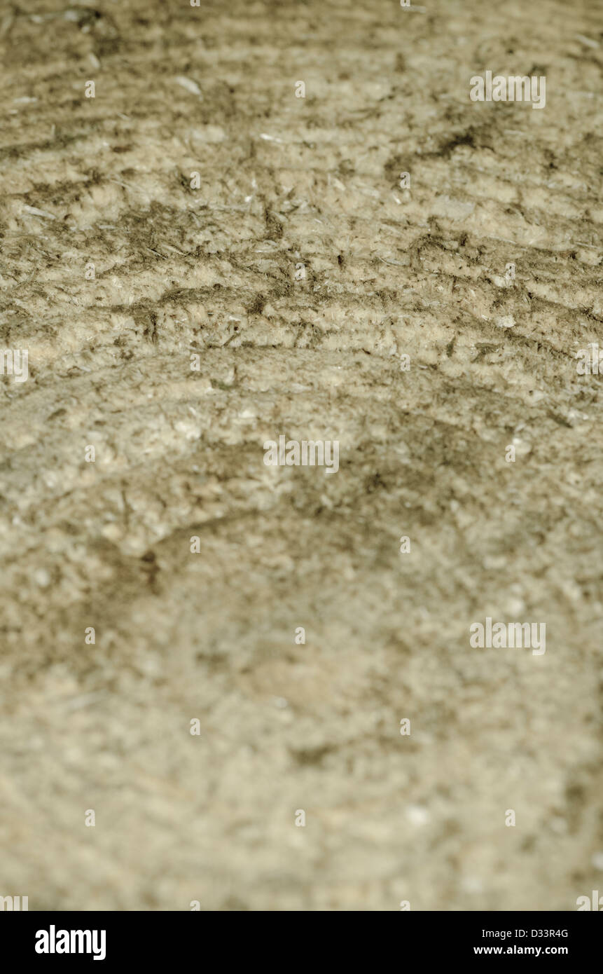 Nahaufnahme von Jahresringen Baum Ringe Jahresringe auf Baumstumpf Stockfoto