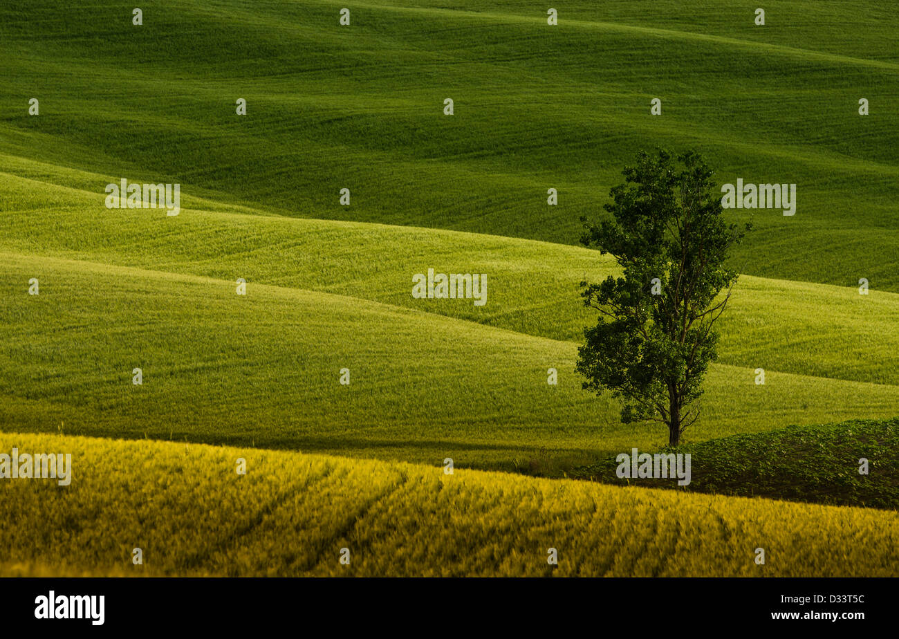 Wiese In Der Toskana Stockfotos und bilder Kaufen Alamy