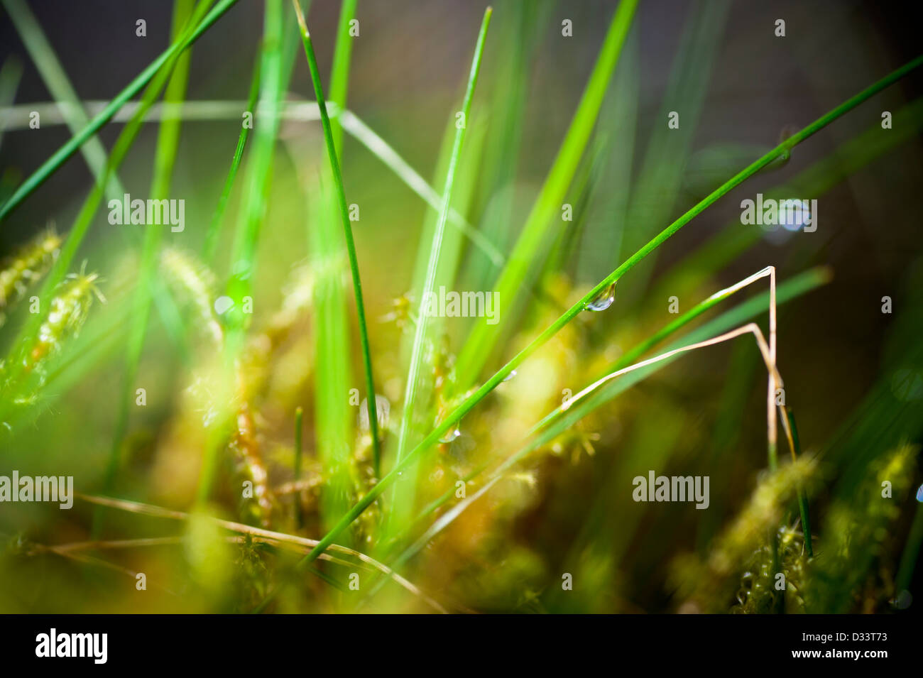 Nahaufnahme Makro-Fotografie von Tautropfen Wassertropfen auf Blätter des Grases und grünes Moos vegetation Stockfoto