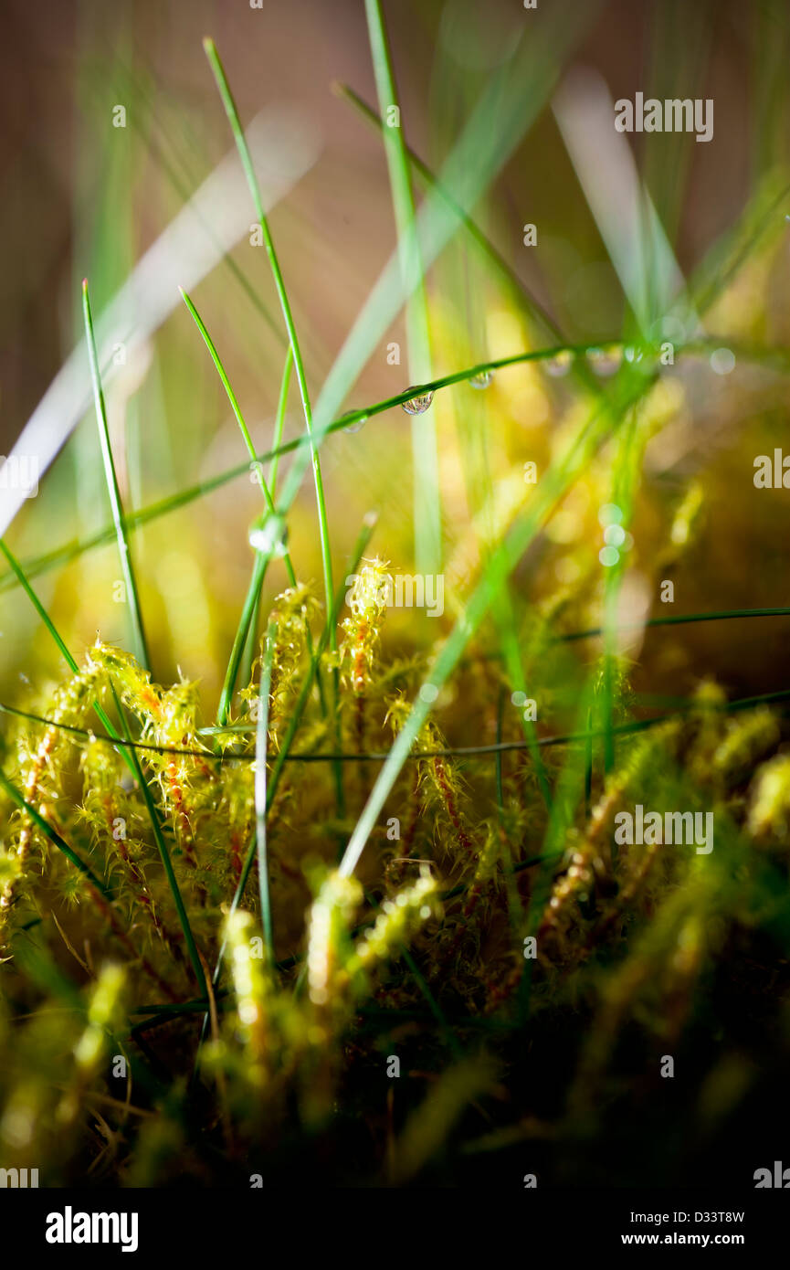 Nahaufnahme Makro-Fotografie von Tautropfen Wassertropfen auf Blätter des Grases und grünes Moos vegetation Stockfoto