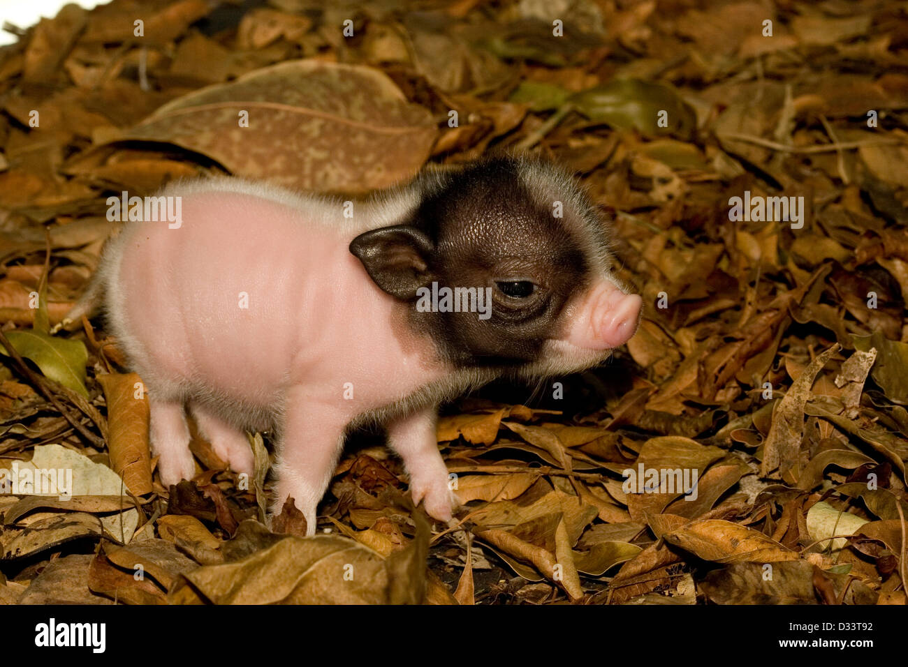 Ein niedliches Baby Schwein Futter in Laubstreu Stockfoto