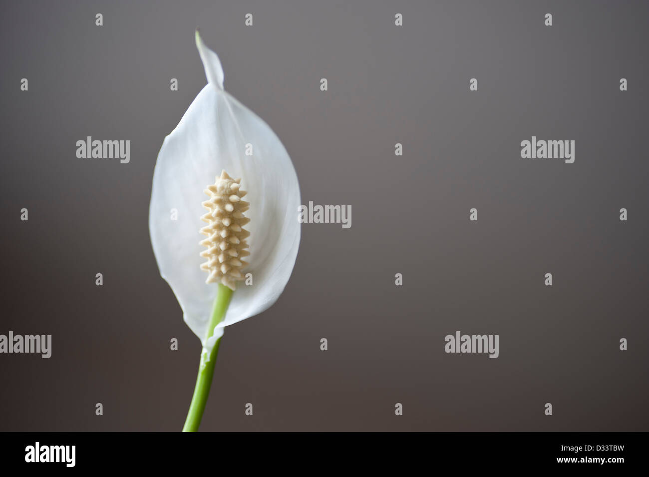 Weiße Blume japanischen Frieden Lilly Spathiphyllum Stockfoto