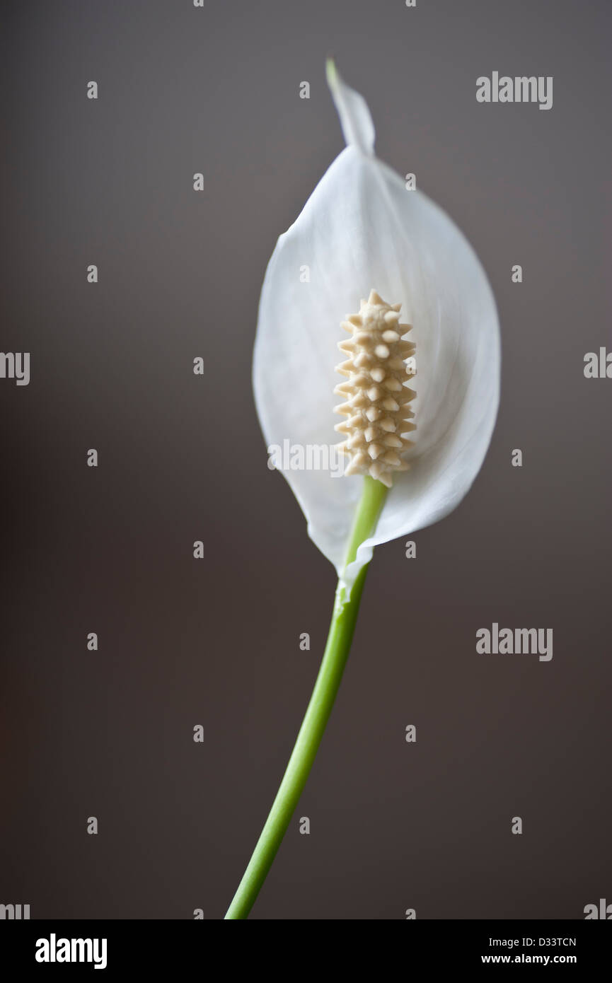 Weiße Blume aus einem japanischen Frieden Lilly Spathiphyllum Stockfoto