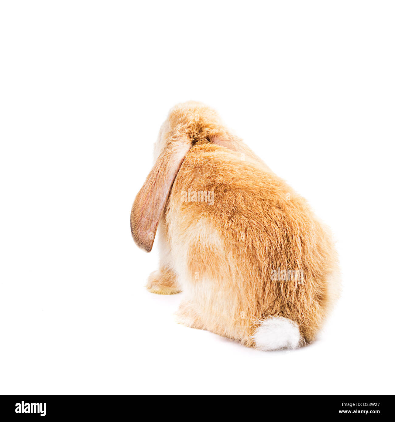 Niedlichen roten Kaninchen isoliert auf weißem Hintergrund, Rückansicht Stockfoto