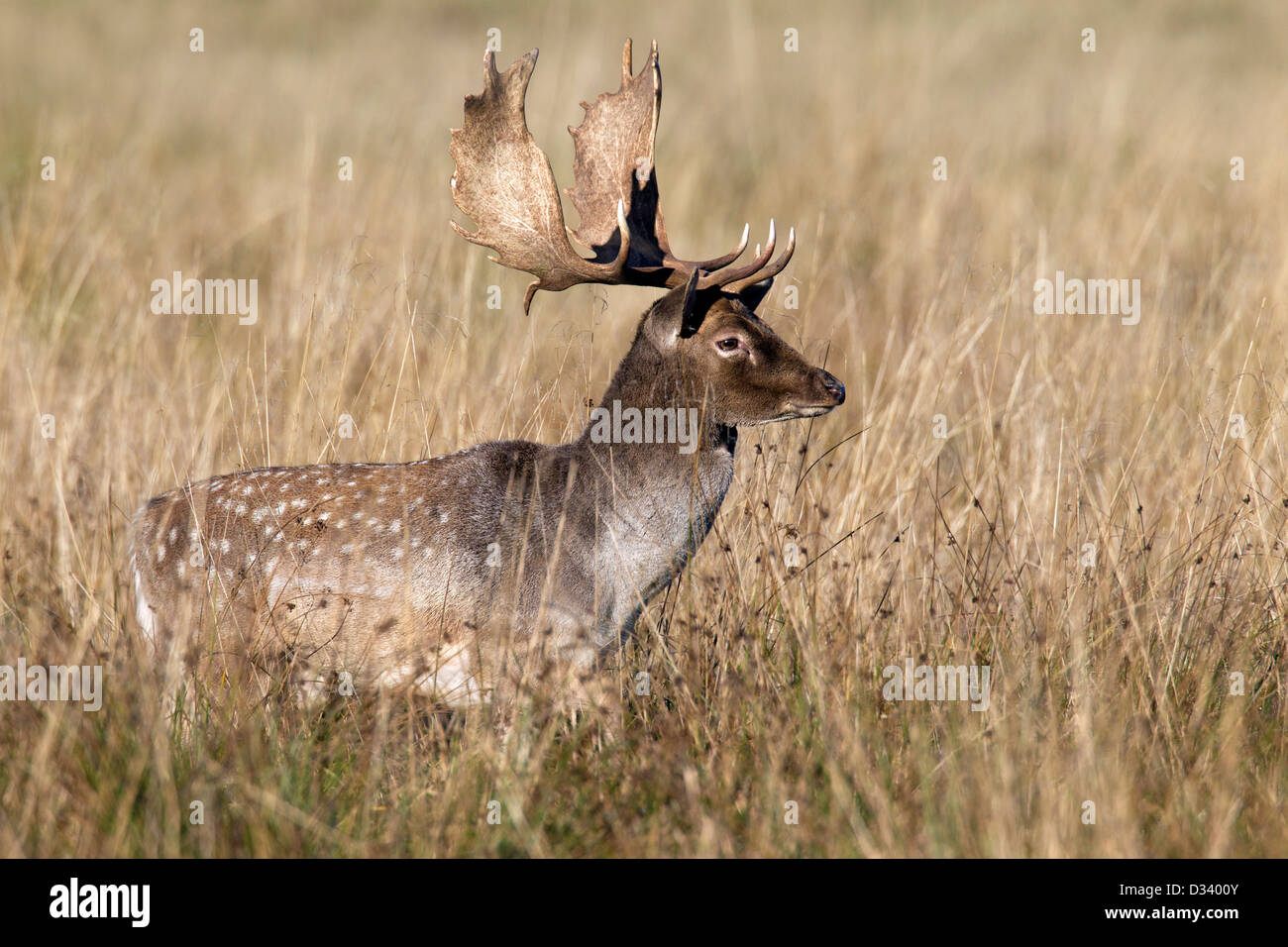 Damhirsch (Dama Dama) Buck in Grünland während der Brunft im Herbst, Dänemark Stockfoto