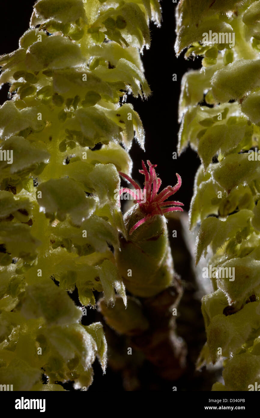 Hazel Blumen: rote weibliche Blüte und männlichen Kätzchen im zeitigen Frühjahr. Dorset. Stockfoto