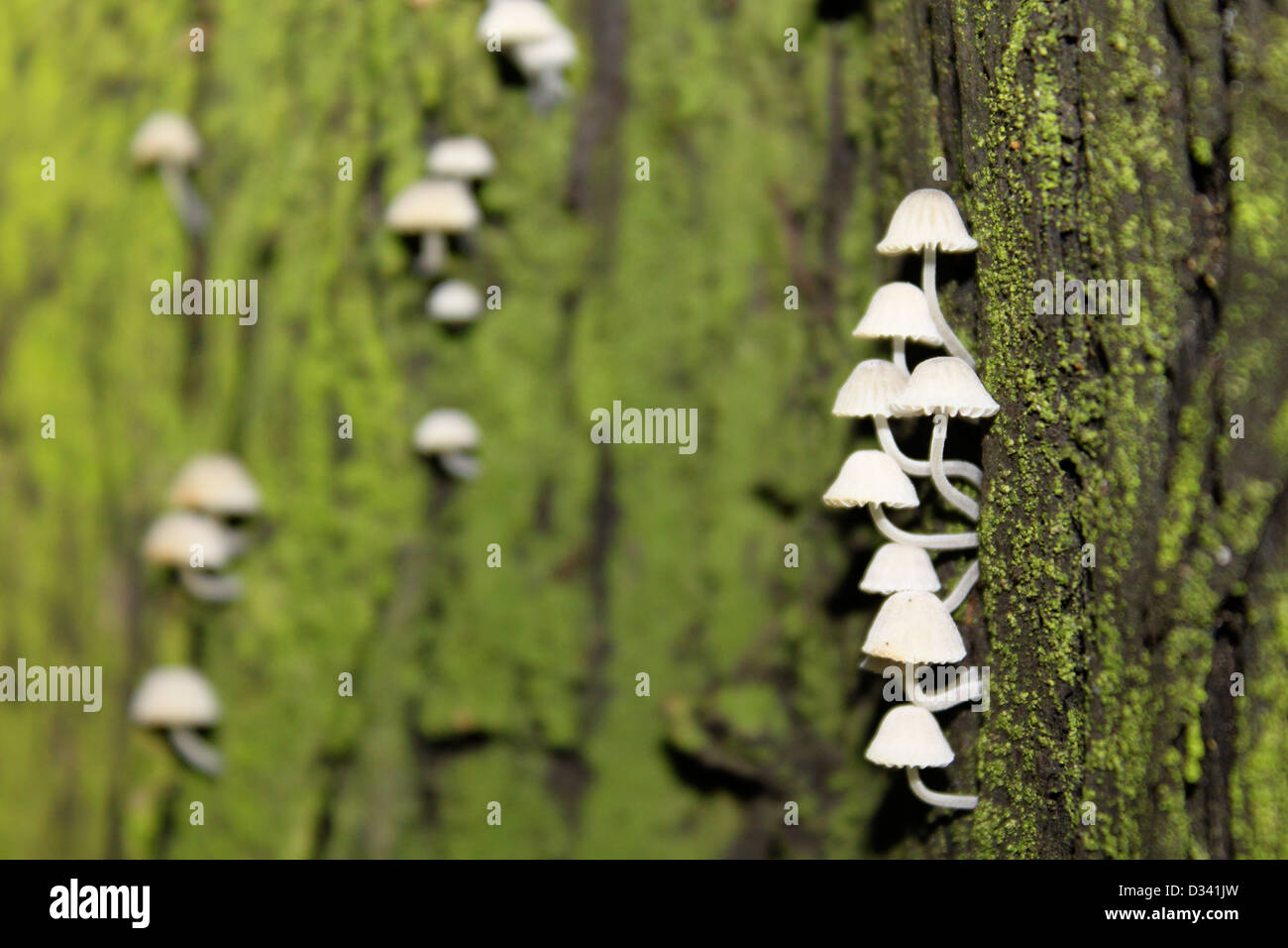 Funghi Su corteccia Stockfoto