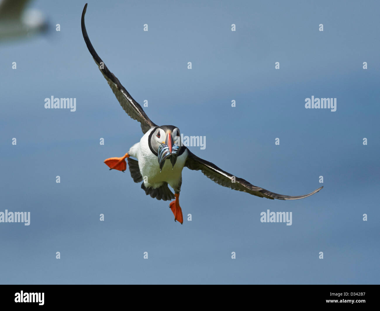 Papageitaucher im Flug Stockfoto