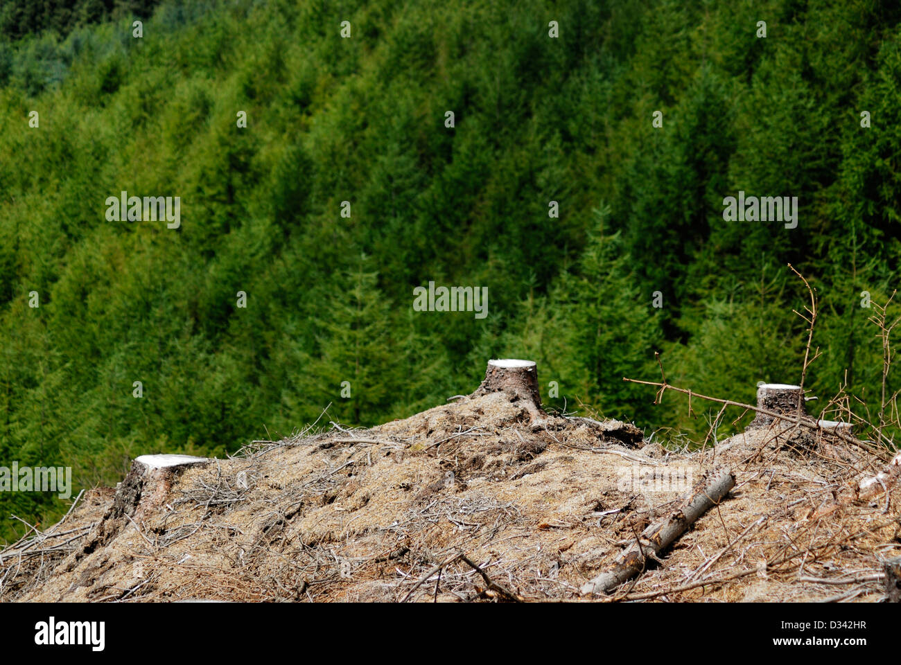 Baumstümpfe aus kürzlich gefällten Kiefern gegen Laub von Kiefernwald gegenübergestellt. Stockfoto