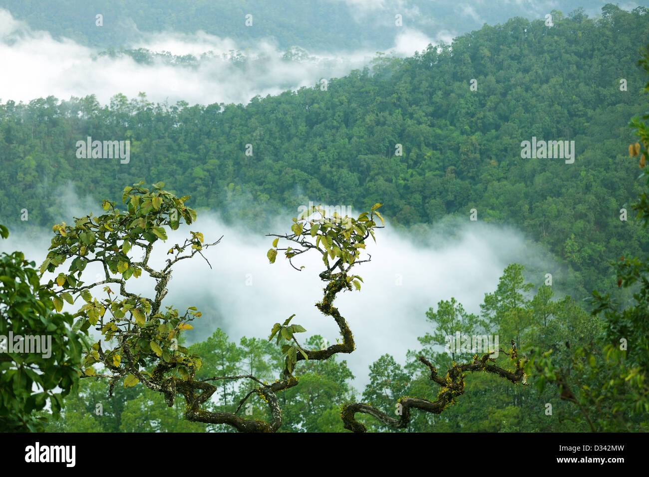 Regenwald-Landschaft im Morgennebel, Doi Kiew Lom Viempoint, Pangmapha, Thailand Stockfoto