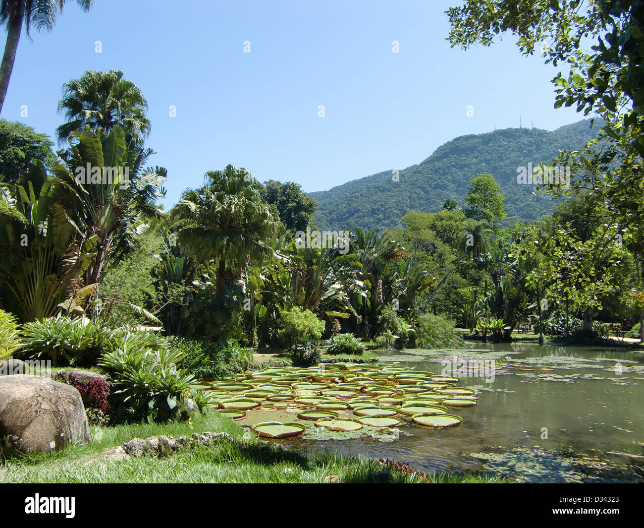 Botanic garden rio de janeiro Fotos und Bildmaterial in hoher