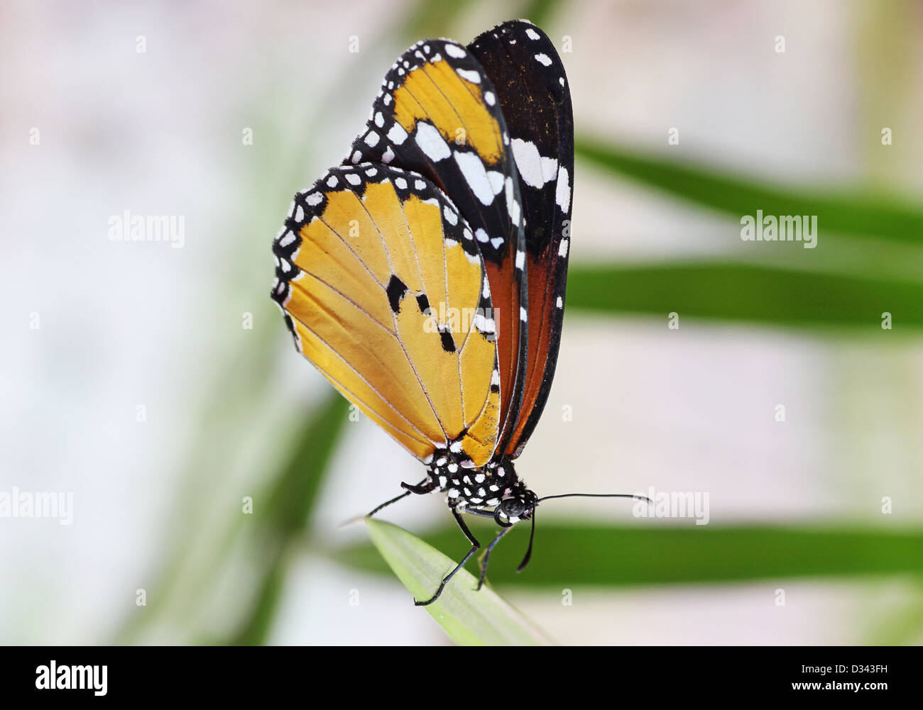 Monarch-Schmetterling auf Blatt sitzen Stockfoto