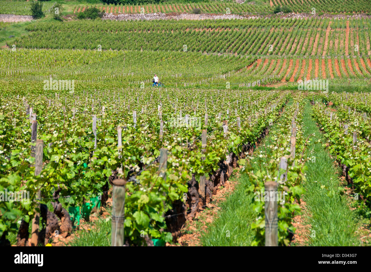 Weinberge-Beaune-Bourgogne-Frankreich Stockfoto