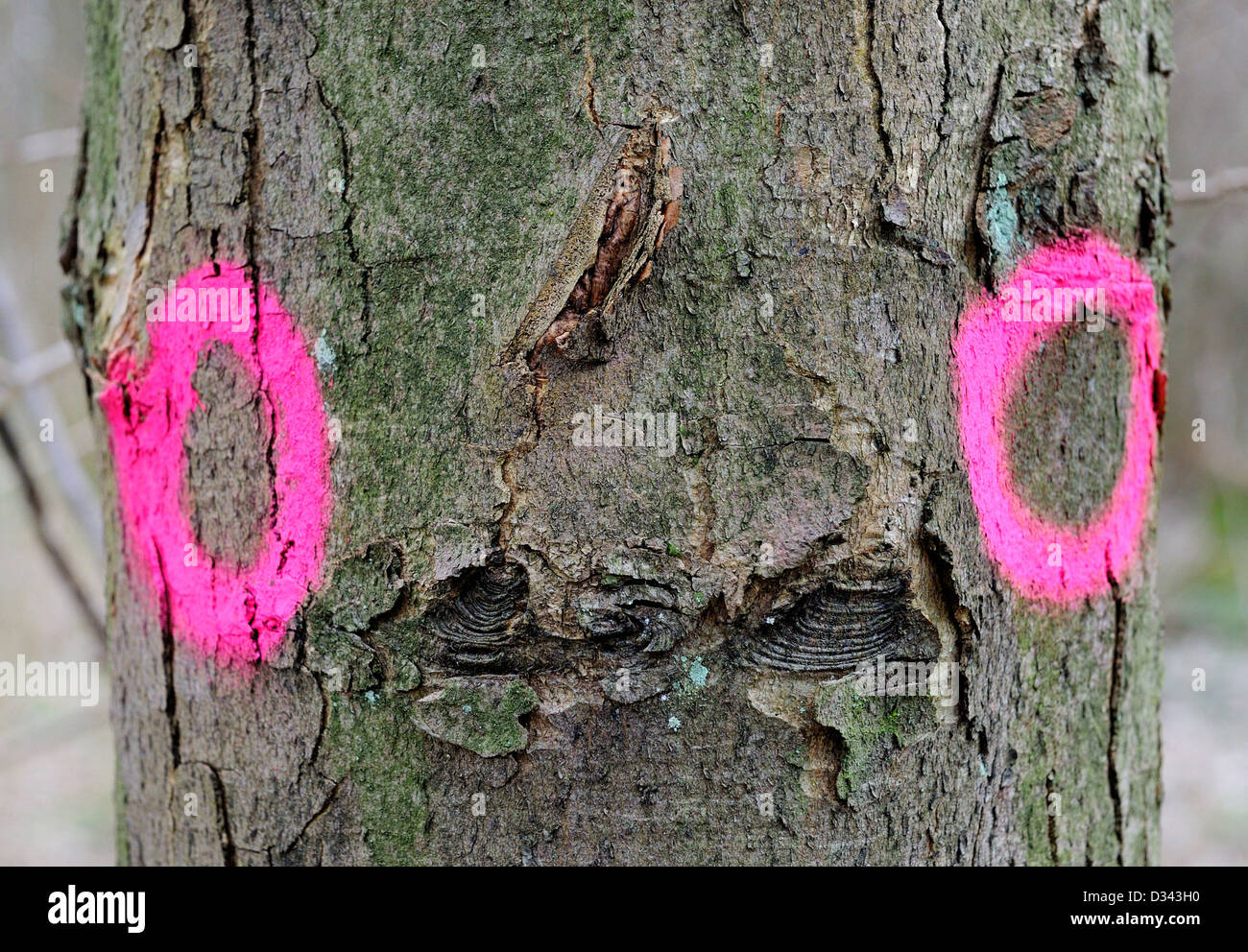 Zwei rosa Kreise auf einen Baumstamm, um anzugeben, welche Bäume sind zu fällenden gesprüht und sah aus wie zwei Augen. Stockfoto