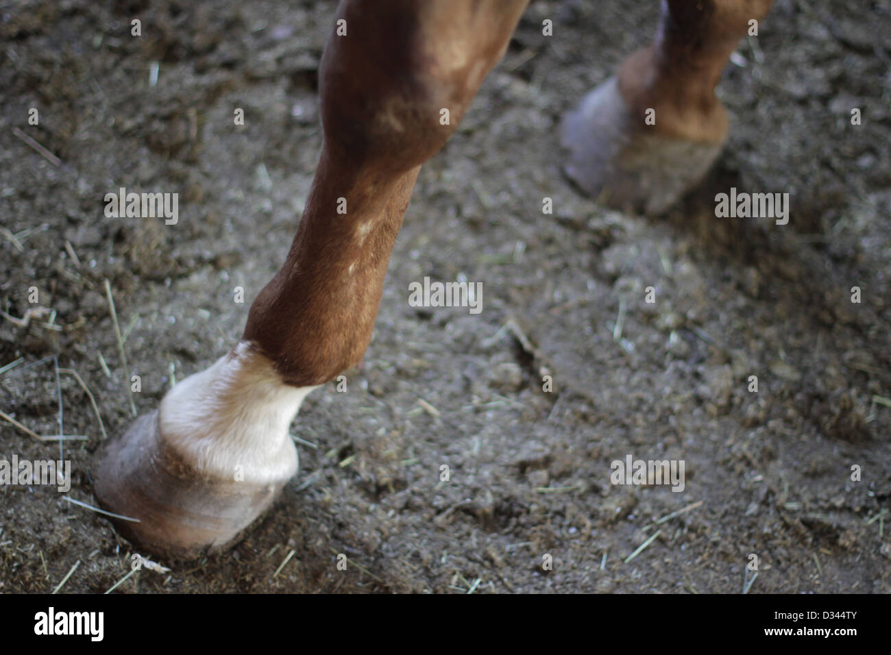 Pferd-HUF Stockfoto