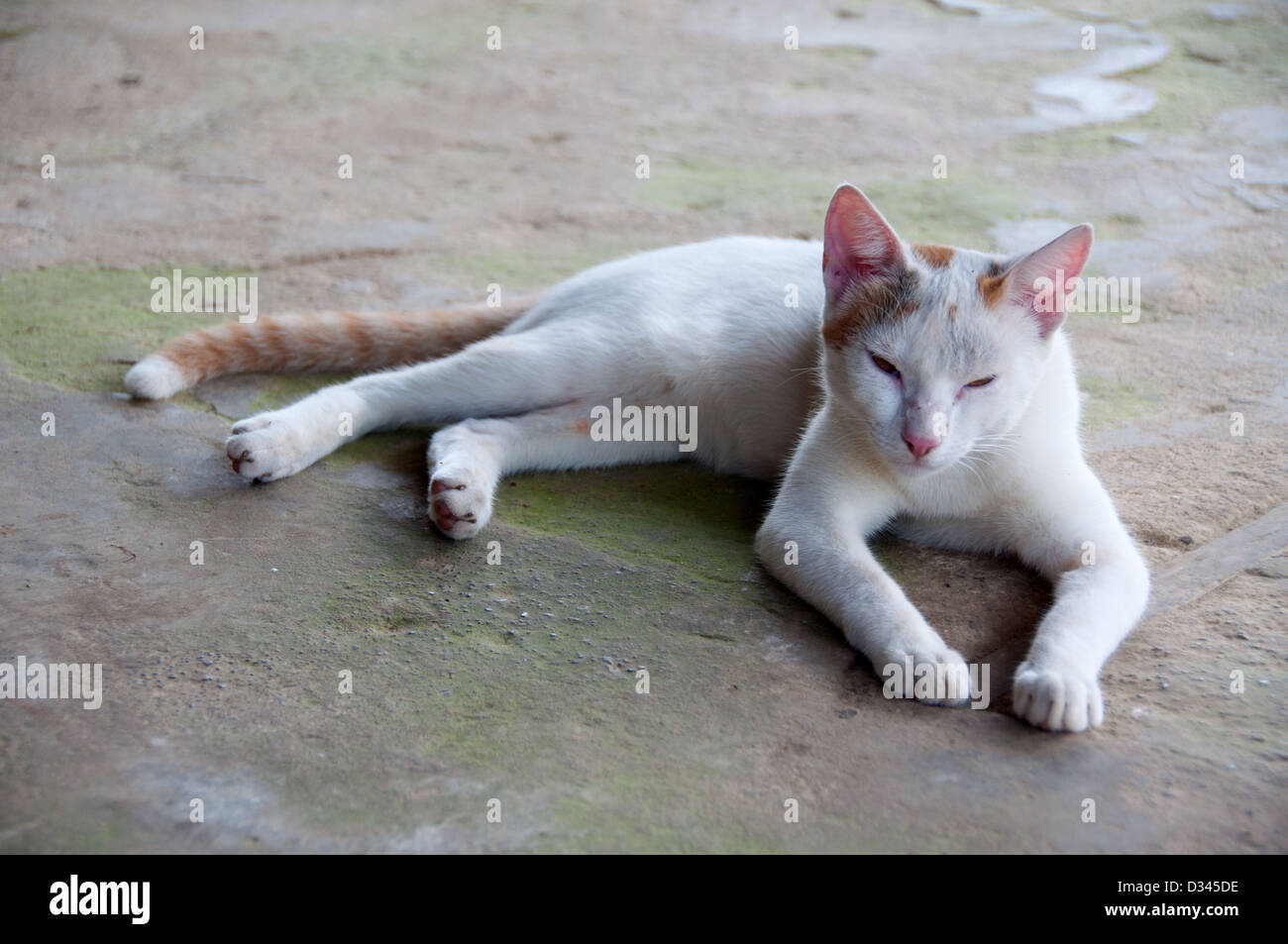 Eine dünne weiße Katze mit gestreiften Schweif, Puca Urquillo, Amazonas Peru Stockfoto