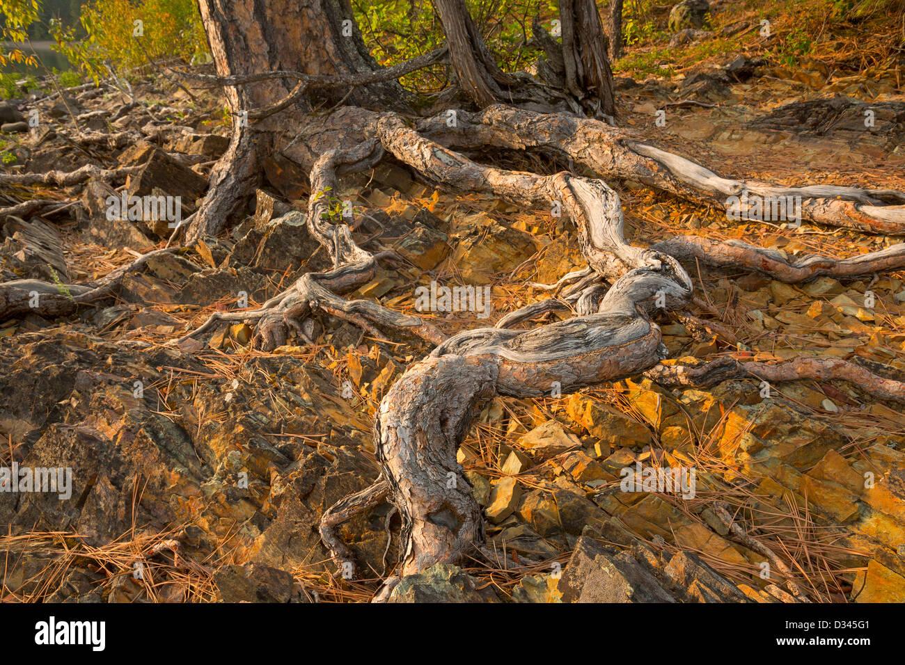 Knorrige Wurzeln der Ponderosa Kiefer entlang den Ufern des Lake McDonald im Glacier National Park, Montana im Herbst. USA Stockfoto