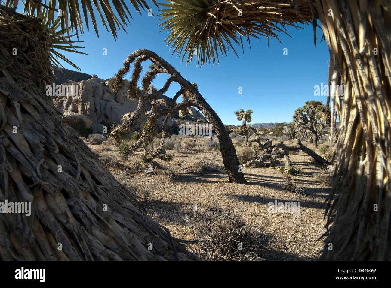 Joshua Bäume Yucca Brevifolia Joshua Tree Nationalpark Kalifornien USA Stockfoto