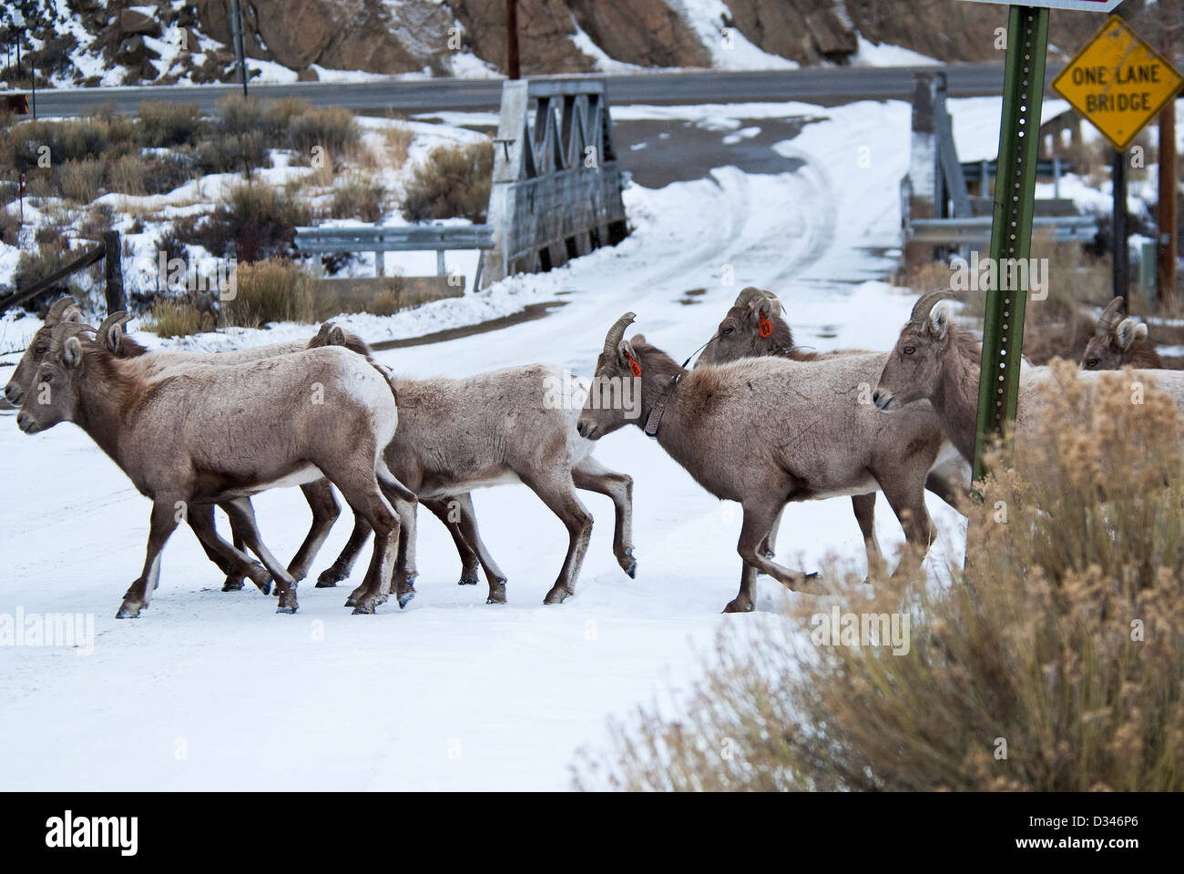 Bighorn Schafe Ovis Canadensis Lake County Colorado USA Stockfoto