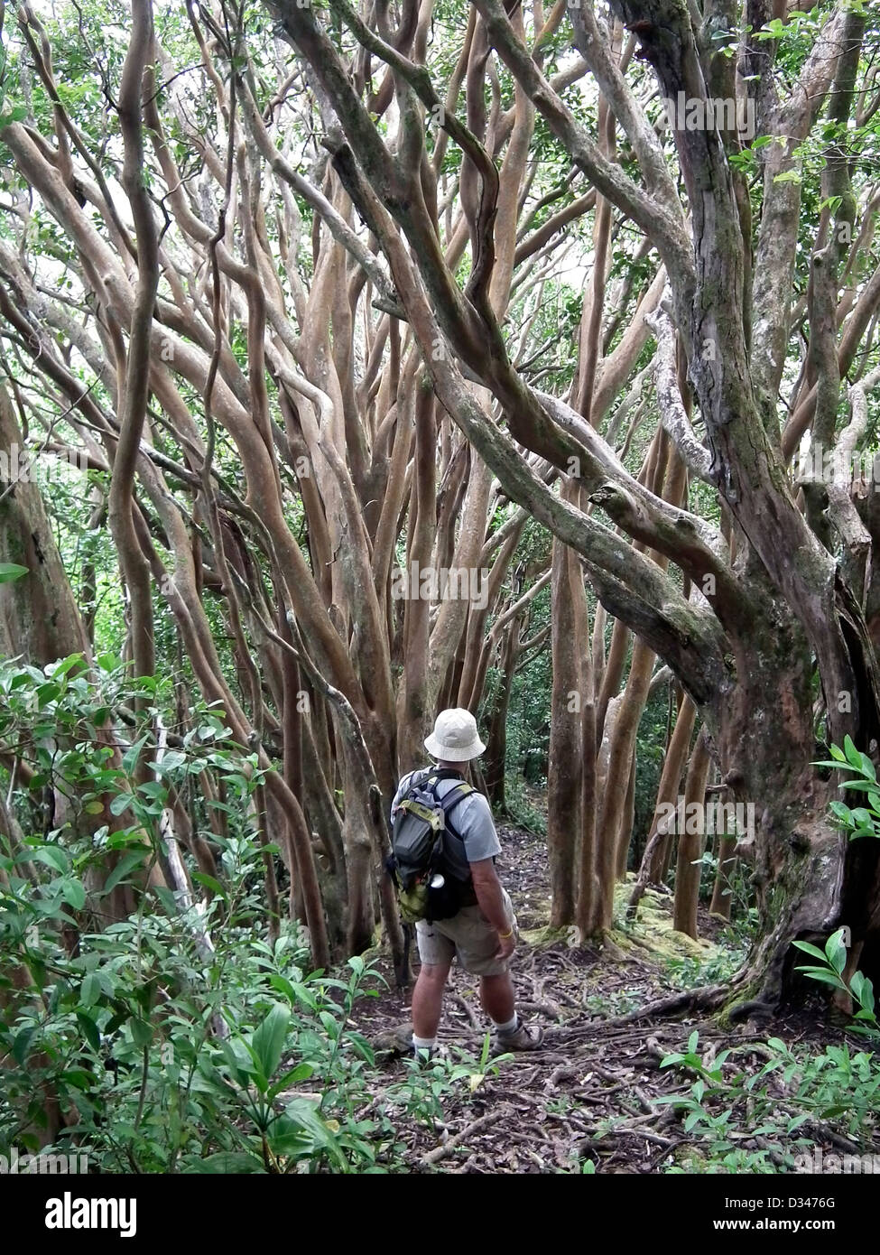 Mike Vining Wandern entlang Kolowalu Trail Wa'ahila Ridge State Recreation Area Oahu Hawaii USA Stockfoto