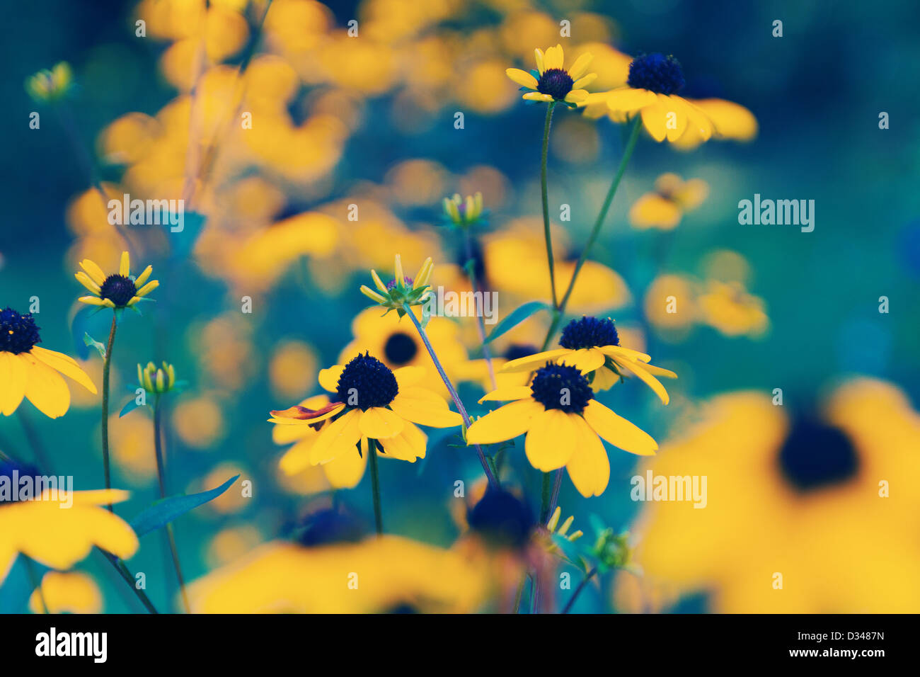 Nahaufnahme des Black-Eyed Susans vor blau-grünen Hintergrund in Concord, Massachusetts Stockfoto