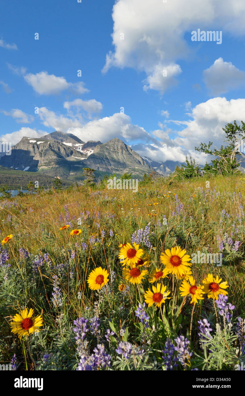 Prairie Wildblumen, viele Gletscherskigebiet Glacier National Park, Montana, USA Stockfoto