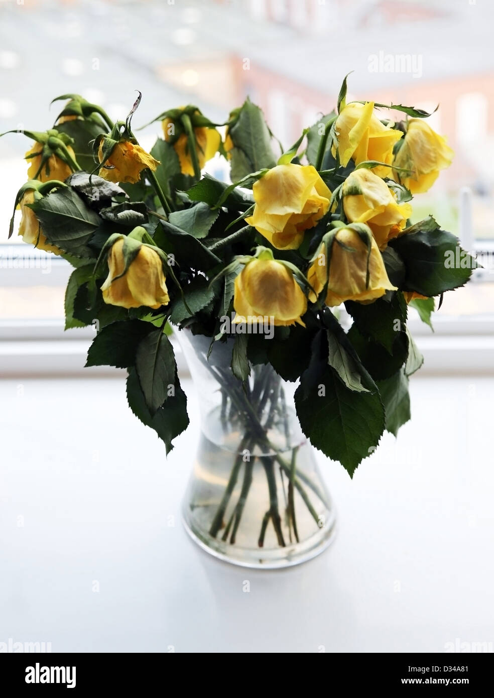Tot gelbe Rosen In einer Vase Stockfotografie - Alamy