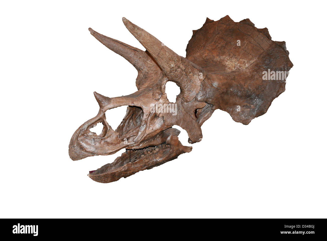 Dinosaurier-Knochen mit Totenkopf Stockfoto