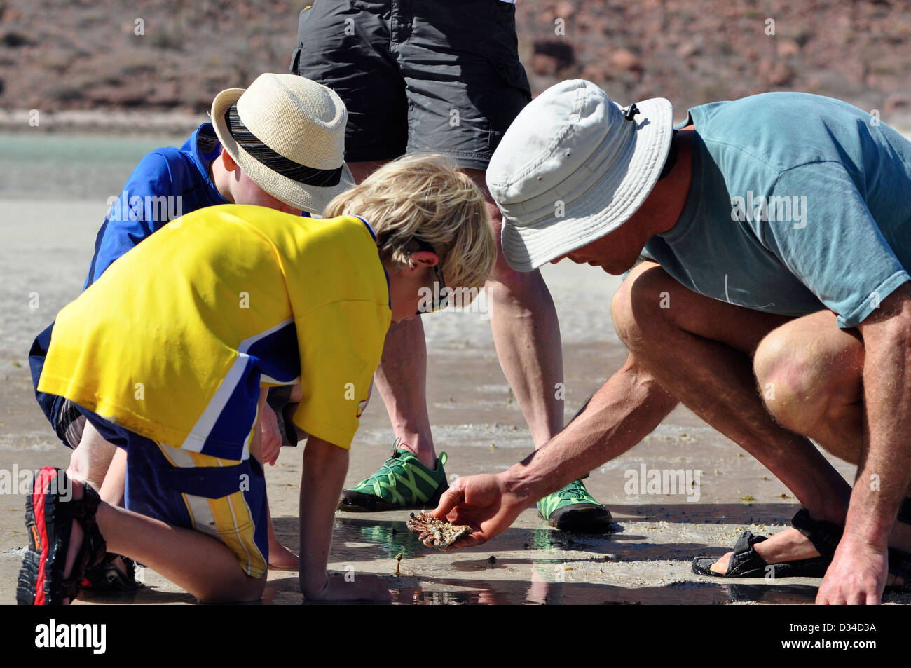 Vater und Söhne Prüfung Seestern gefunden bei Ebbe, Sea of Cortez, Isla Espíritu Santo, Baja California, Mexiko. Stockfoto