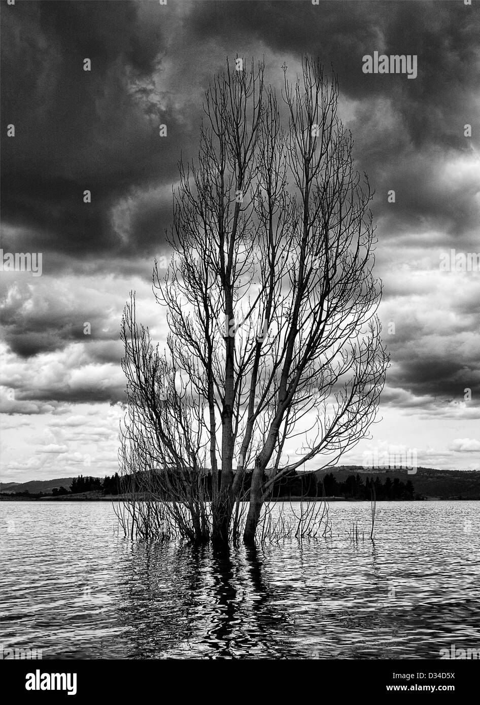 ein Baum unter Wasser in einem See mit dunklen Wolken Stockfoto