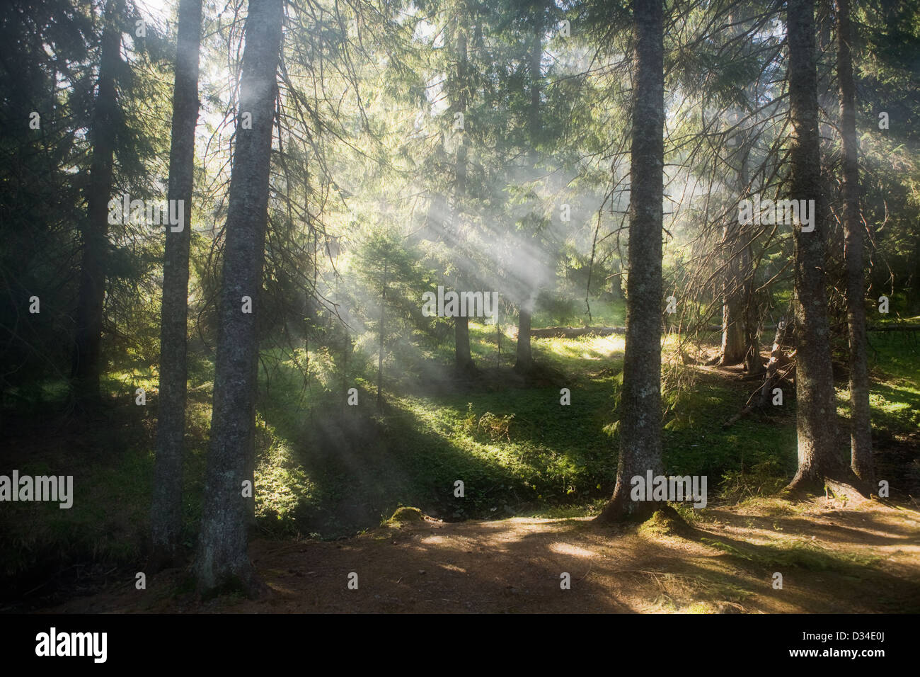 Die Strahlen der Sonne beleuchten den nebligen Wald Stockfoto