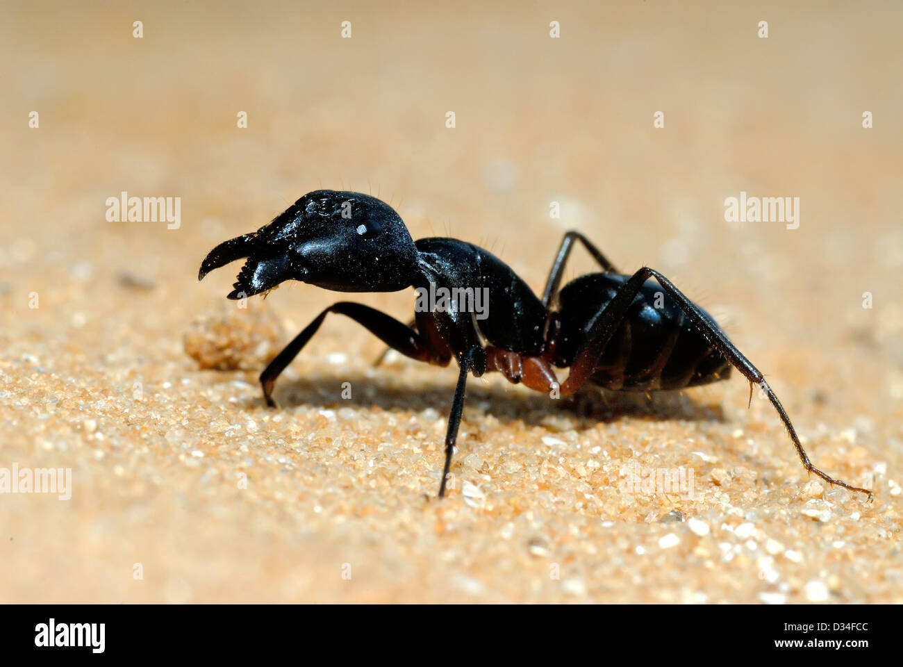 Ant-Warnung auf sand Stockfoto
