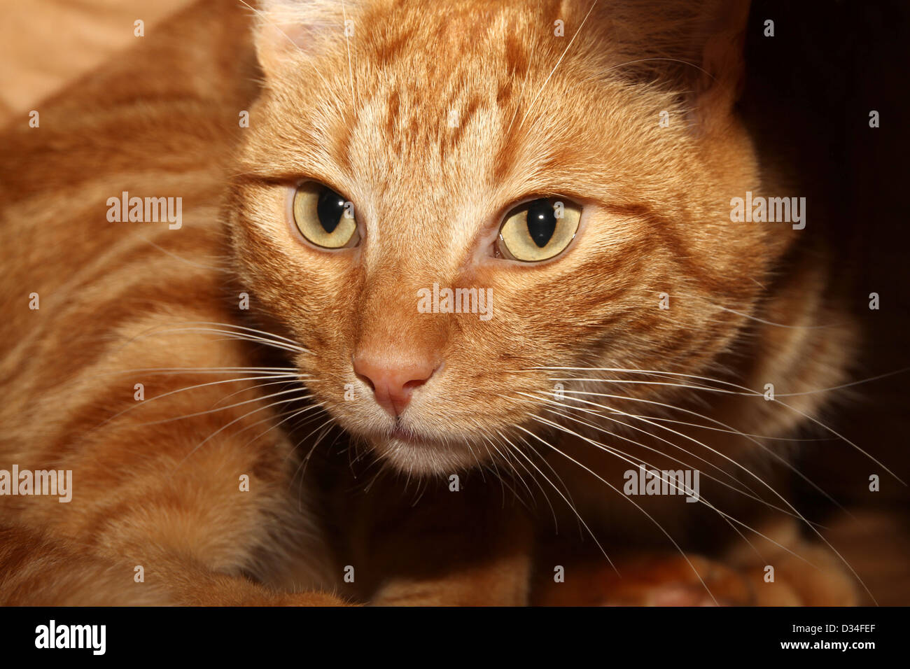 Foto einer Ingwer Katze Stockfoto