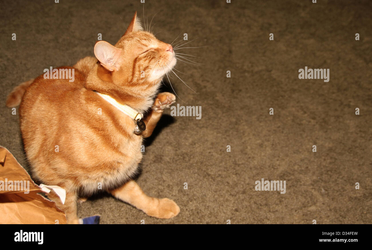Ingwer Katze kratzen Stockfoto