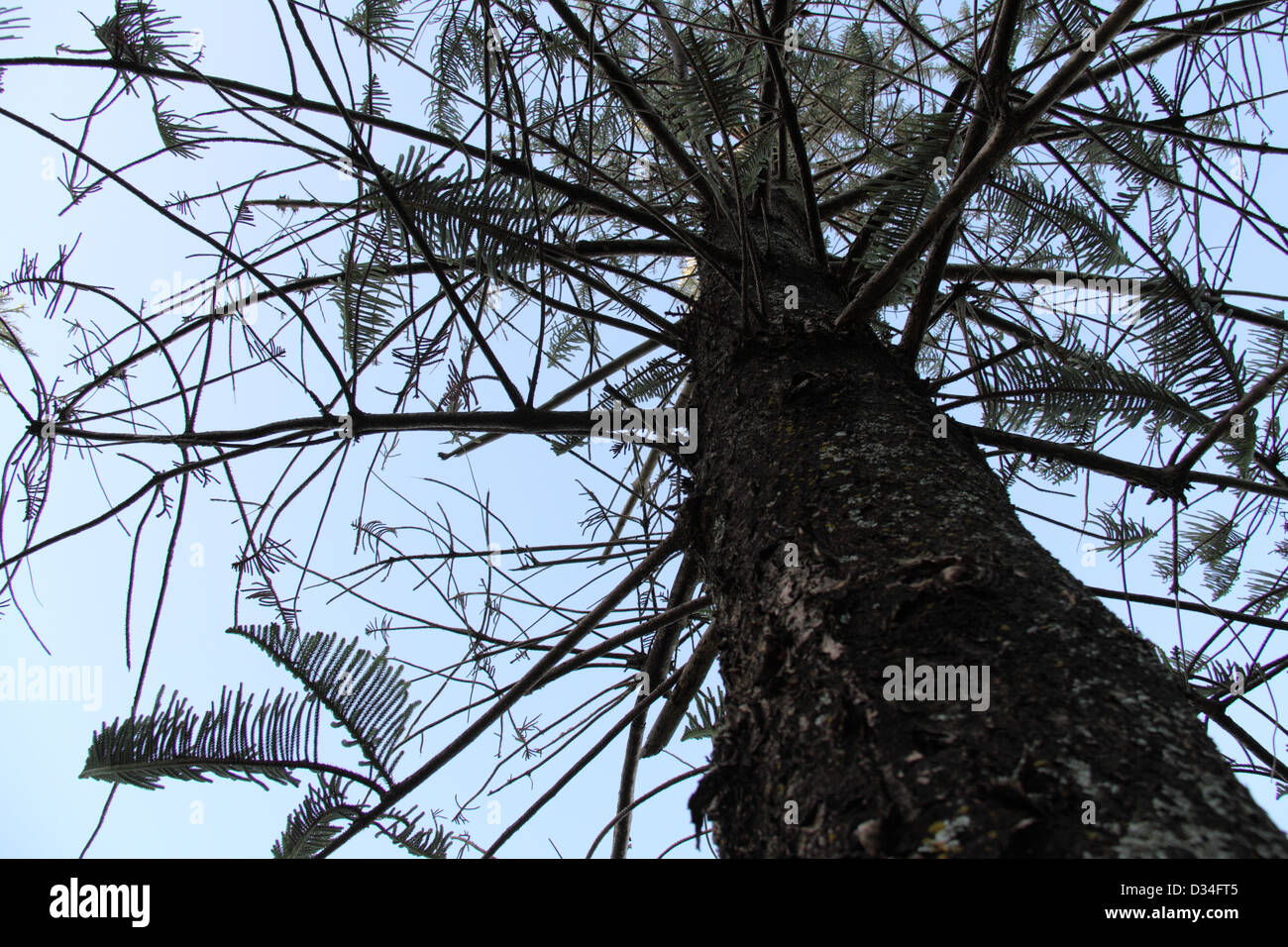 Norfolk Insel Pine (Araucaria Heterophylla) Stockfoto