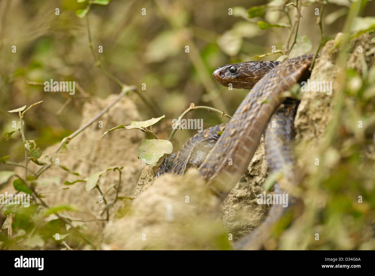 Indische Kobra (Naja Naja) in einem Busch in Bharatpur Vogelschutzgebiet Aufwärmen. Stockfoto