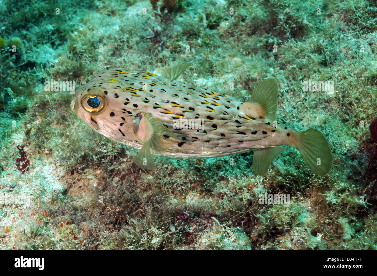 Blowfish oder stacheligen Stachelschwein Fisch unter Wasser im Ozean Stockfoto