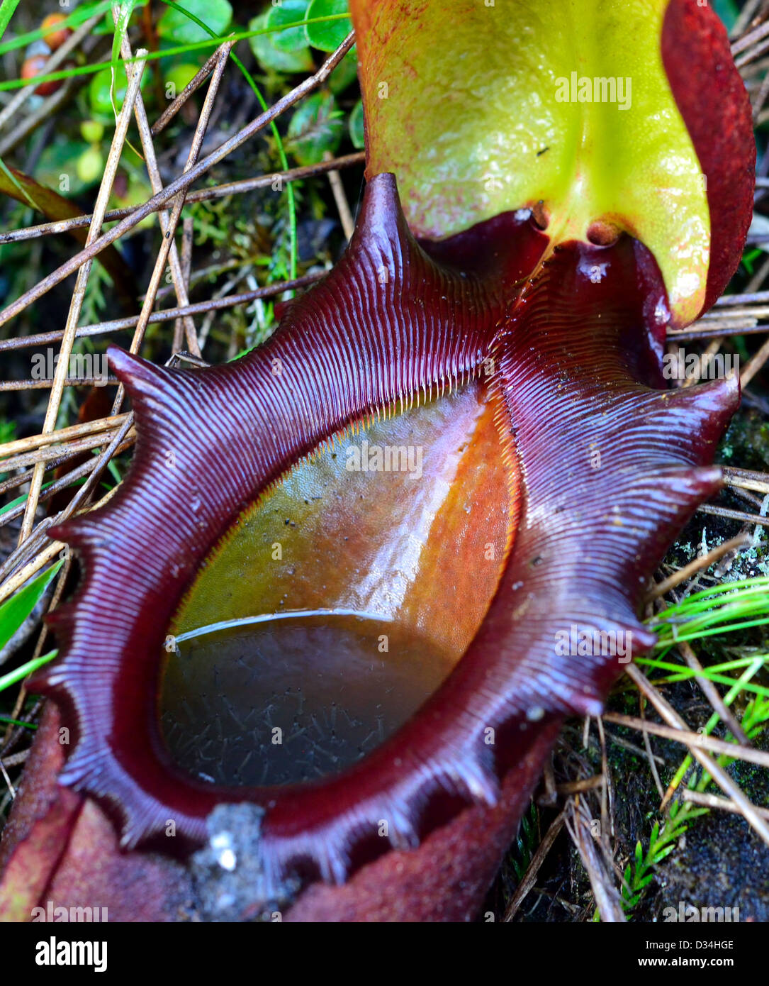 Kannenpflanze (Nepenthes Rajah) in Wild. Kinabalu National Park, Sabah, Borneo, Malaysia. Stockfoto