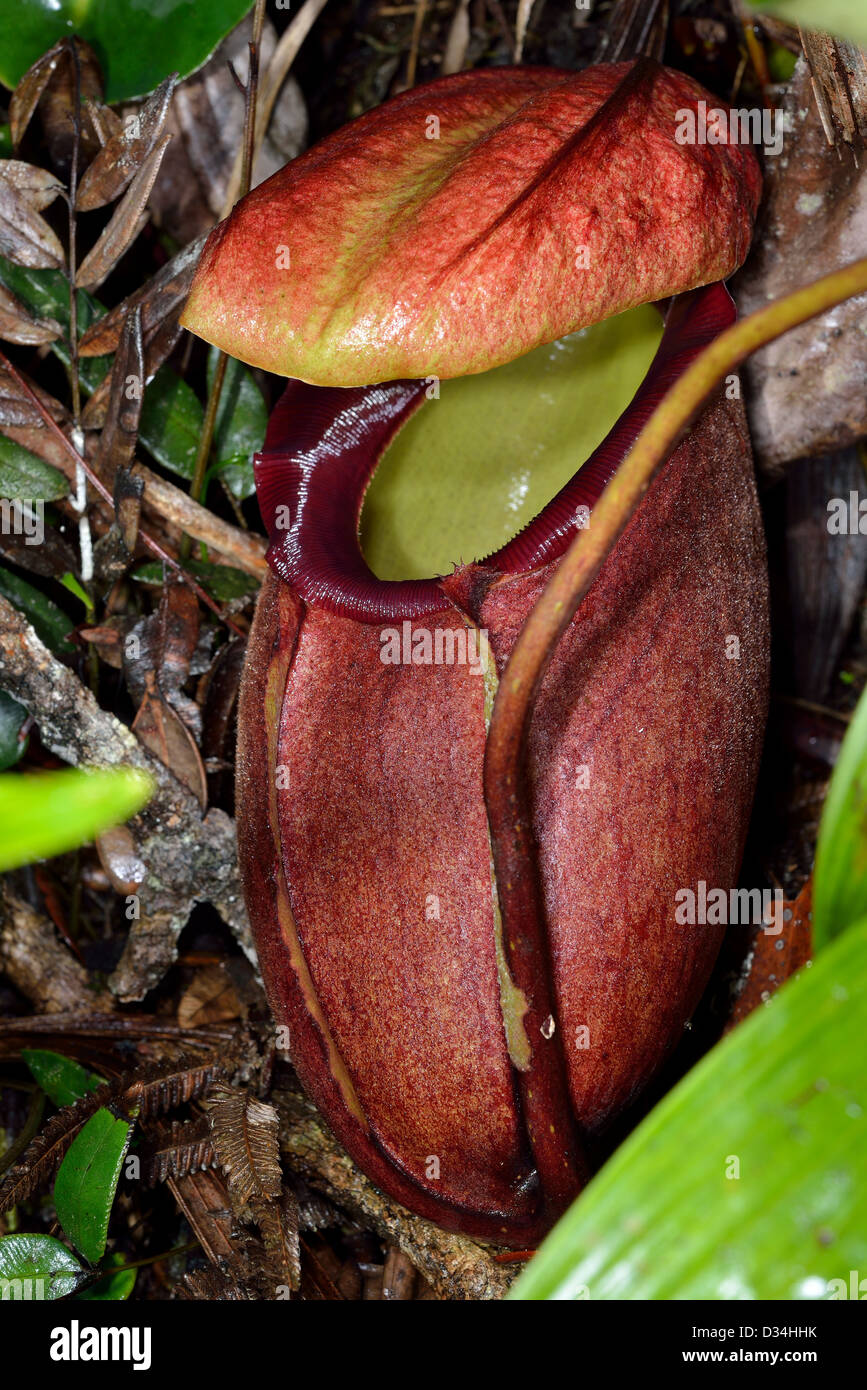 Kannenpflanze (Nepenthes Rajah) in Wild. Kinabalu National Park, Sabah, Borneo, Malaysia. Stockfoto