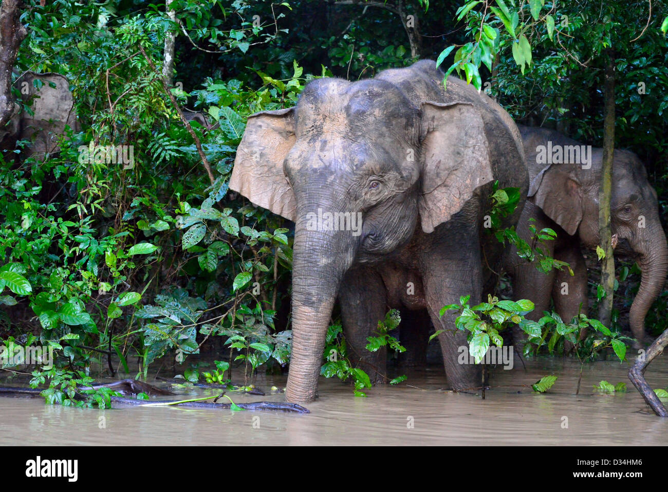 Sperlingskauz Elefanten spielen in der Nähe von Kinabatangan Fluss. Sabah, Borneo, Malaysia. Stockfoto