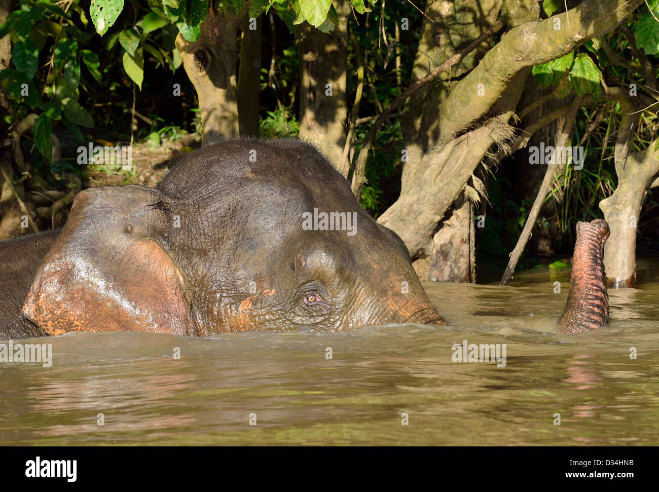 Sperlingskauz Elefanten im Fluss Kinabatangan spielen. Sabah, Borneo, Malaysia. Stockfoto