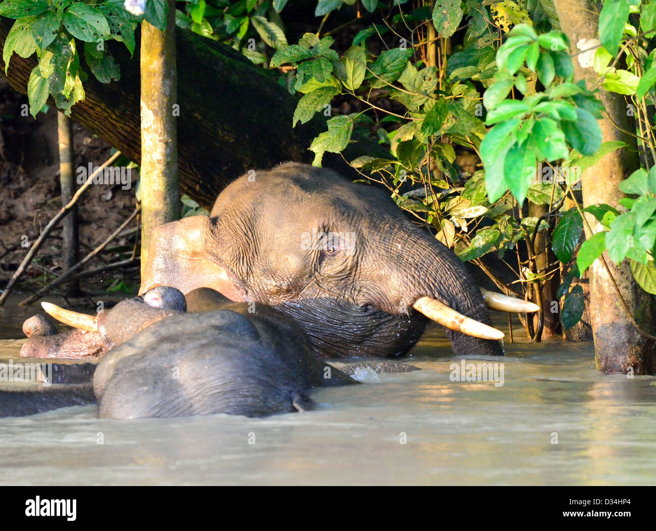 Sperlingskauz Elefanten im Fluss Kinabatangan spielen. Sabah, Borneo, Malaysia. Stockfoto