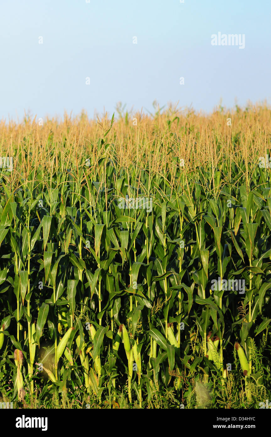 Mais-Bauernhof in minnesota Stockfoto