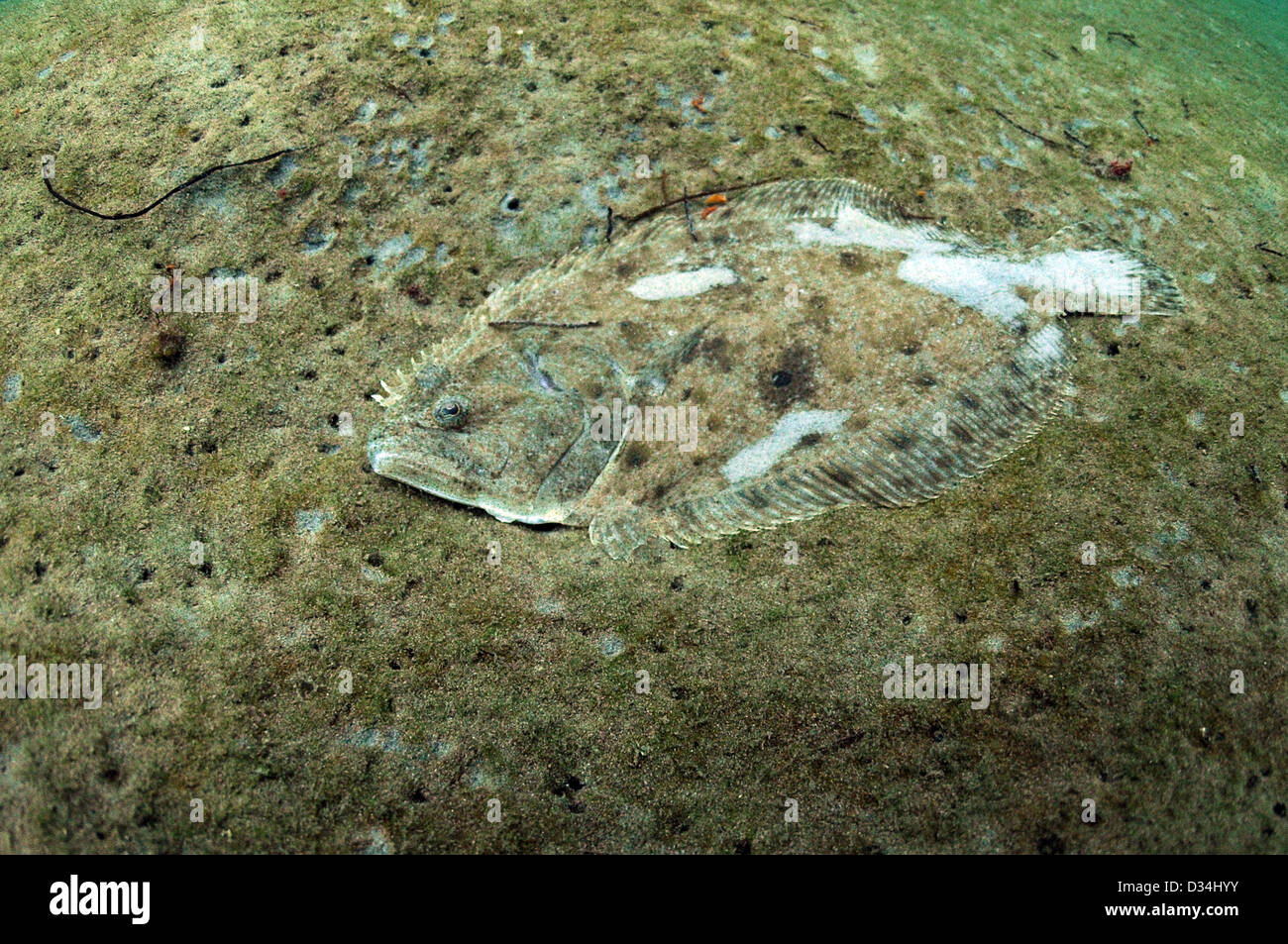 Flundern oder Schollen unter Wasser im Atlantischen Ozean Stockfoto