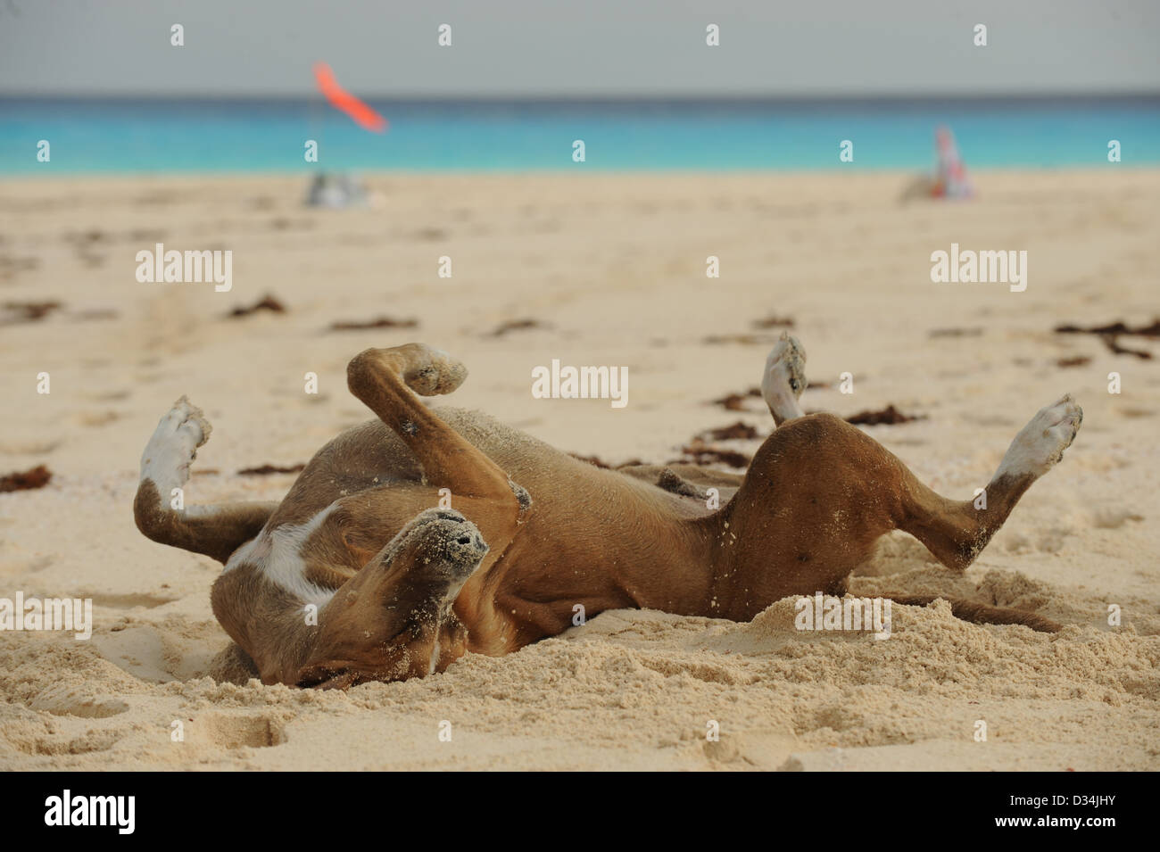 Glücklicher Hund wälzen im Sand am Strand mit schönen Atlantik im Hintergrund während auf den Bahamas Stockfoto